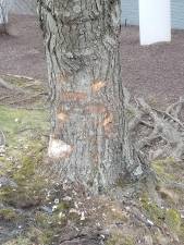 Point of impact on the tree outside NBT Bank in Milford (Photo by Ken Hubeny Sr.)