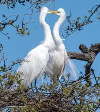 Great Egret Bill in Bill, Irene Hinke-Sacilotto