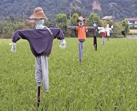 Scarecrow expert is guest speaker at next Milford Garden Club meeting