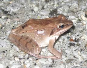 Frogs and salamanders will soon be emerging from their wintering sites.