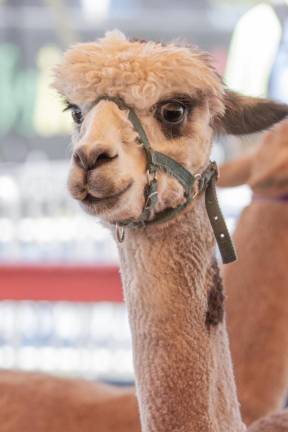 Crossword Puzzle: Can you find these animals at the fair?