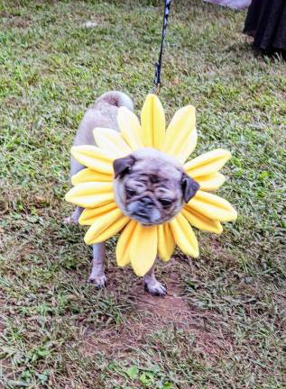 Daisy dog.