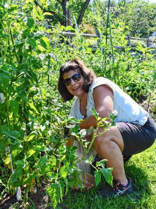 <b>Elaine McLaughlin of Hopatcong picks tomatoes.</b>