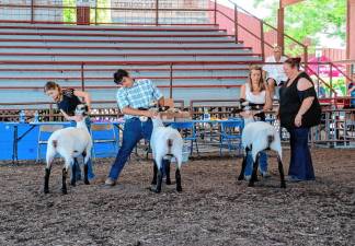 <b>Sheep judging Saturday, Aug. 3 at the New Jersey State Fair-Sussex County Farm &amp; Horse Show</b>. (Photo by Nancy Madacsi)