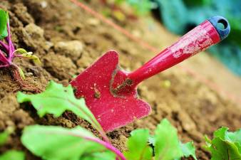 Master Gardener program offered