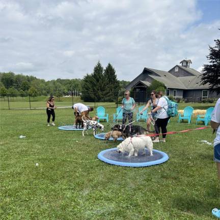 Dogs cool off in wading pools.