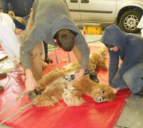 170 pounds of alpaca fiber were sheared on April 25 at Humming Meadows Alpaca Farm in Hampton.
