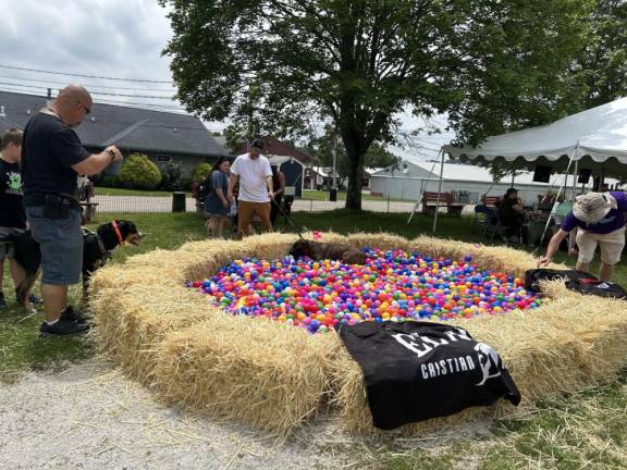 Dogs check out a play area full of colorful balls.