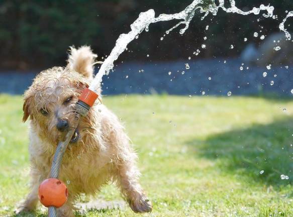 This dog is trying to limit his water use, can you?