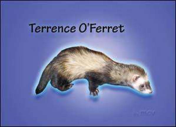 Local author publishes book on ferrets