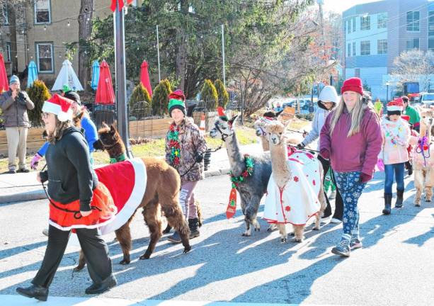 The Awesome Alpaca Adventurers walk in the Holiday Parade on Saturday, Nov. 30 in Newton.