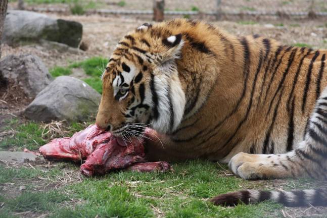 Photos By Gale Miko Space Farm's new 20-month-old tiger enjoys a raw hind quarter for lunch.