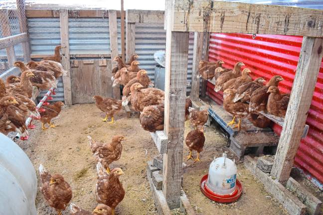 Chickens at Hazelman Farms in West Milford. (Photo by Rich Adamonis)