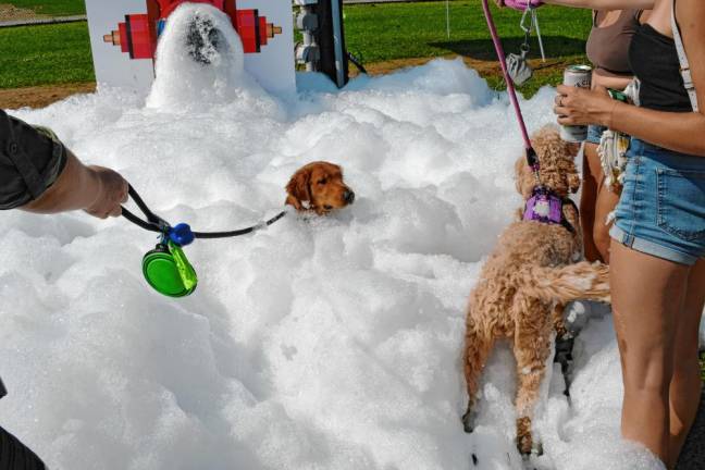 <b>A dog is surrounded by foam at the Puppy Foam Party.</b>