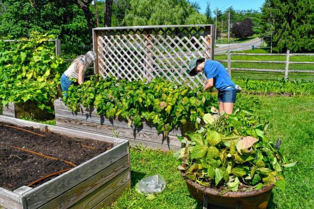 <b>Volunteers help out at Rebecca’s Homestead, which houses developmentally disabled adults who contribute to the daily operations of the farm.</b>