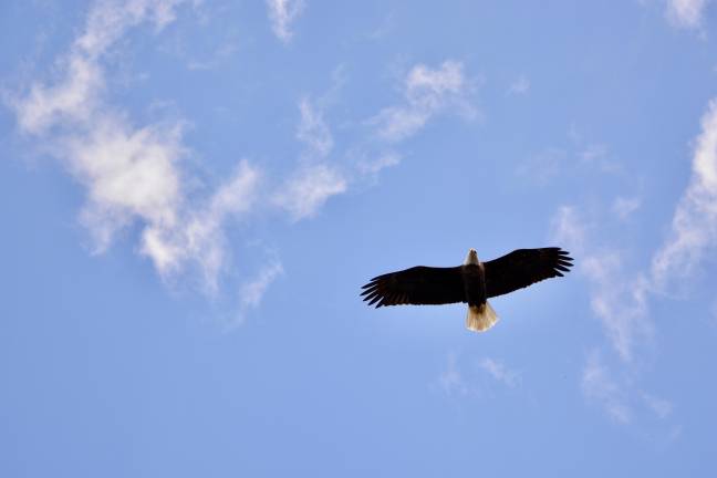 Bald eagles no longer ‘endangered’ in New Jersey, but not everyone’s celebrating