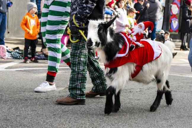 Goats marching along with members of the Sussex County Capricians 4-H Club in the parade.