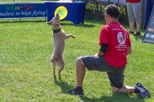 Rescue dogs dazzle with high-flying stunts