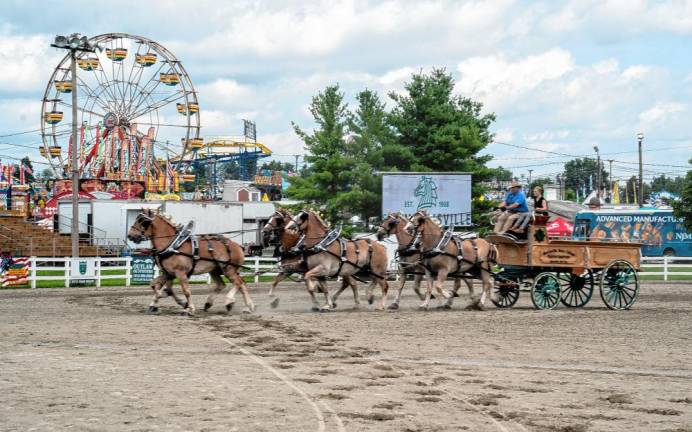 <b>SUNY Morrisville’s Belgian hitch is the only competing collegiate hitch in North America. (Photo by Nancy Madacsi)</b>