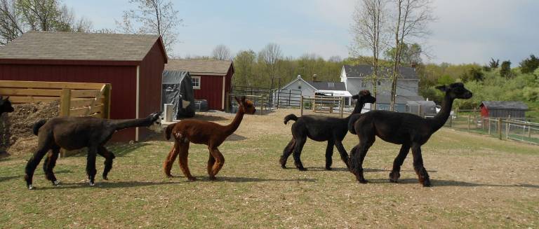 Freshly sheared alpacas return to their usual routines.