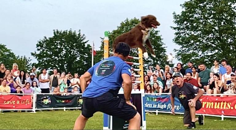 Rescue dogs dazzle with high-flying stunts