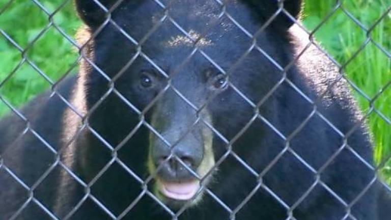 A black bear photographed in Wawayanda State Park. (File photo by Chris Wyman)